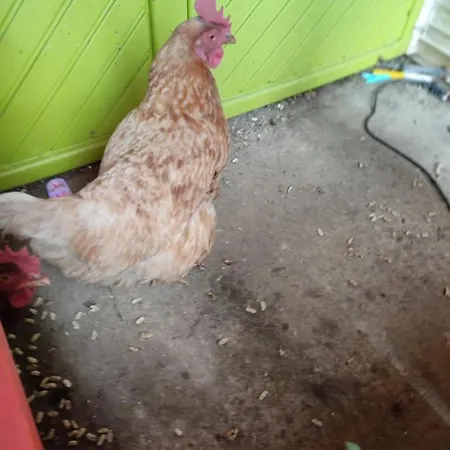 Accommodatie bij particulieren Celine Et Jose Cubzac-les-Ponts