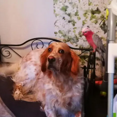 Celine Et Jose Accommodatie bij particulieren Cubzac-les-Ponts