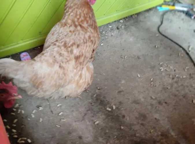 Séjour chez l'habitant Céline Et José Cubzac-les-Ponts